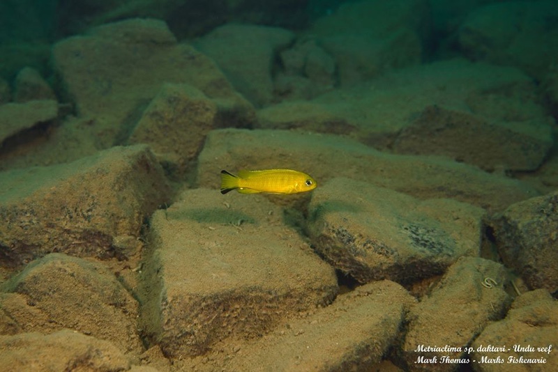Maylandia sp. 'daktari' Undu Reef